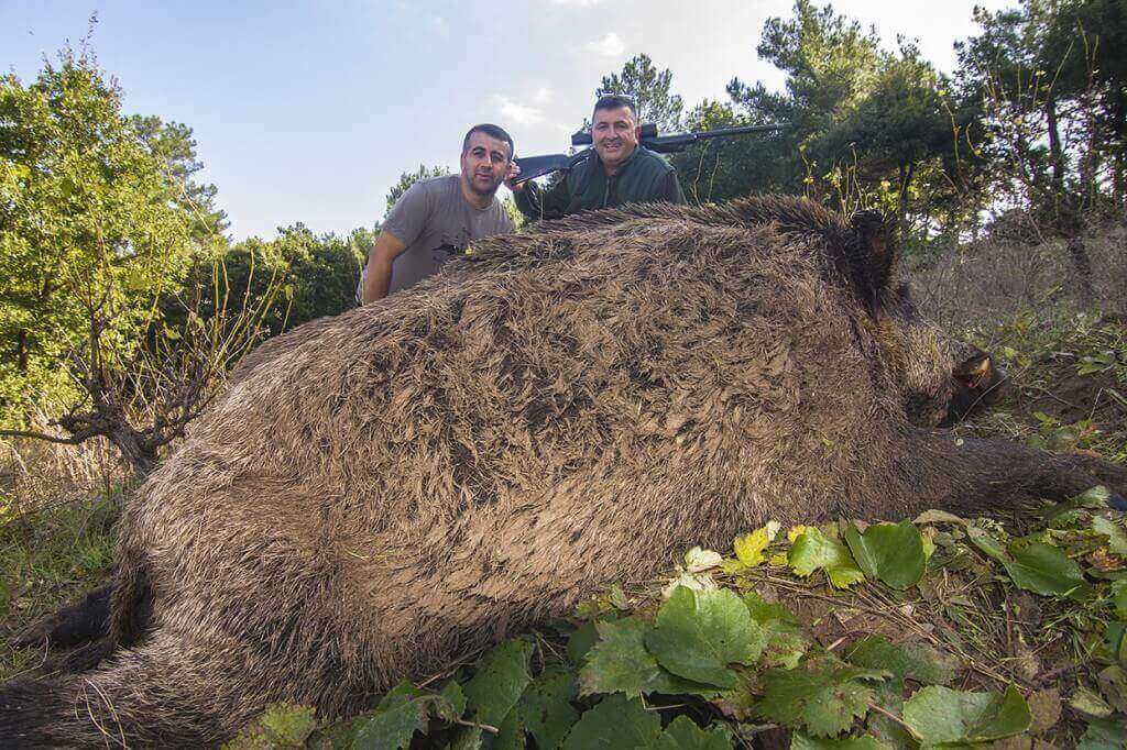 Scorfa The Sus scrofa Atilla - Nature Tours-Chasse en Turquie